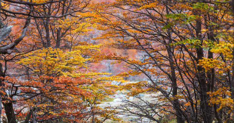 The Expectancy Problem