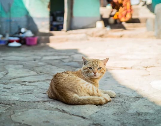 👀 Curiosity Killed the Bank