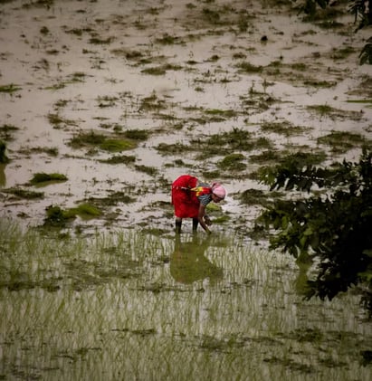 Who really feeds the world?