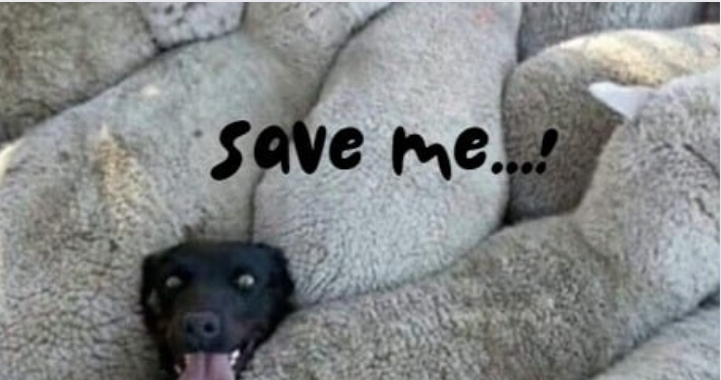 😂 Lost in Wool: A Sheepdog's Fluffy Fiasco! 🐑🐶