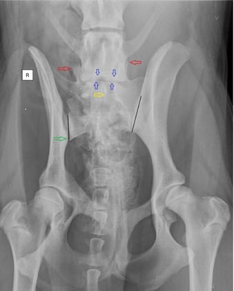 Is there an association between lumbosacral transitional vertebra (LTV) and canine hip dysplasia?