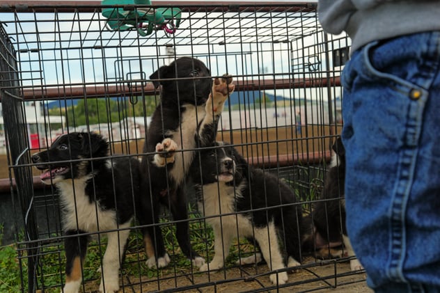 Seeing like the good samaritan