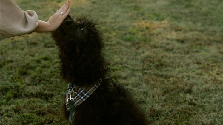 🐕 Is training your dog a struggle?