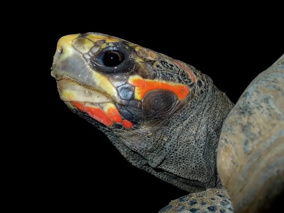 Electric Ice, Tortoise Moods & A Microplastic Solution