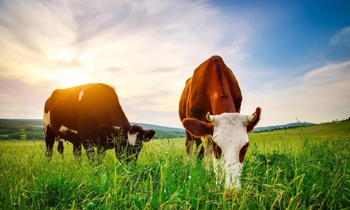 Cows Have Best Friends
