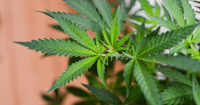 The Rush - April 04, 2024