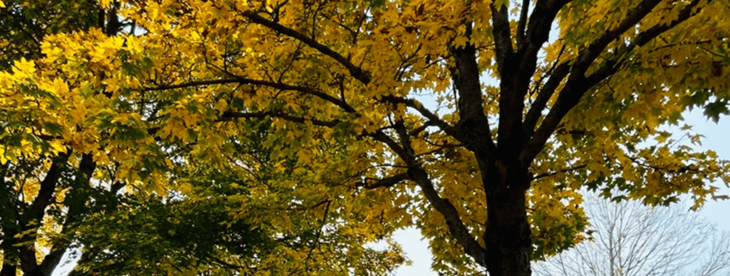 🍂 Fall festing starts now 