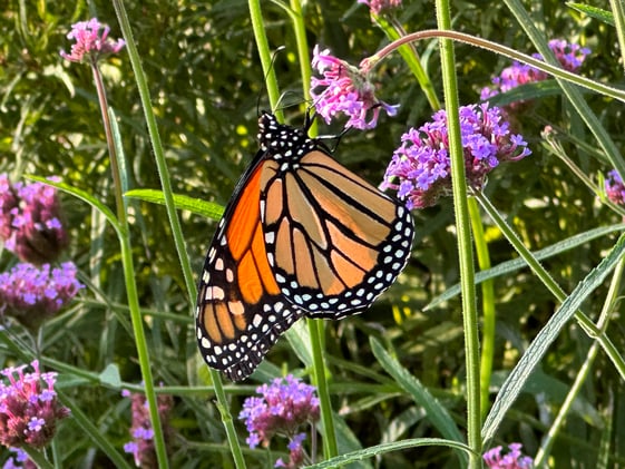 Creating Digital Gardens