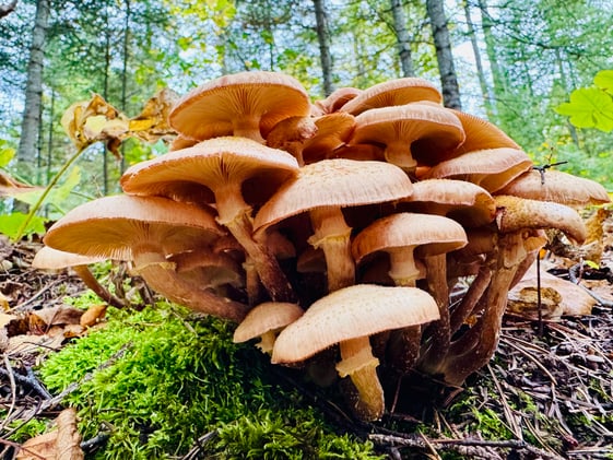 Honey Mushrooms/La Familia, Deaf Awareness Week, Forced Empathy and Internalized Oppression 