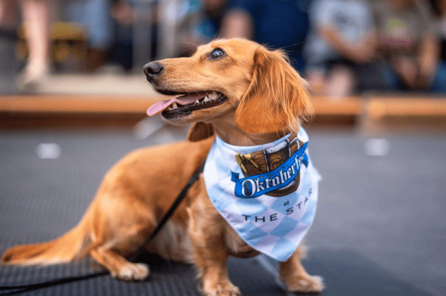 Celebrity Softball + Oktoberfest Cheers + Spooky Movie Nights