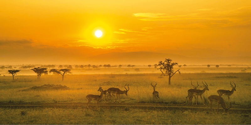 Kenya — Safaris, Savannahs & Sunset Magic