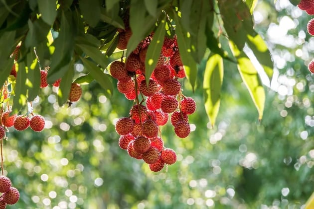 The Health Benefits of Adding Lychee to Your Diet