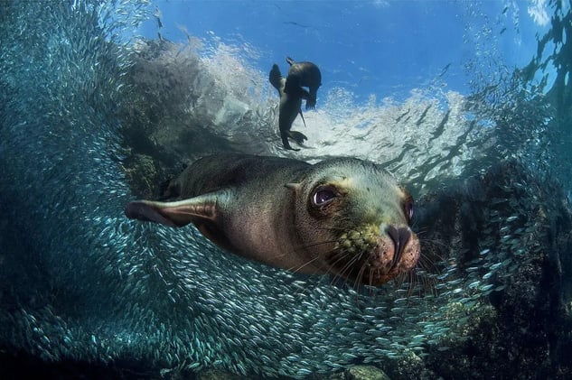 Las imágenes ganadoras del concurso Siena International Photo Awards 2017