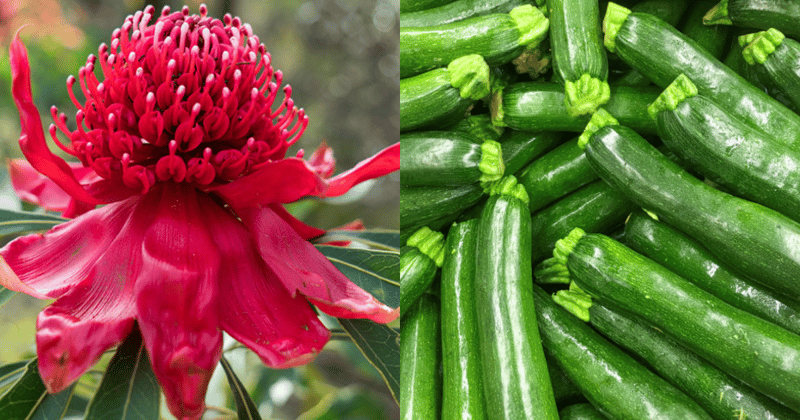 What to plant in your garden this month