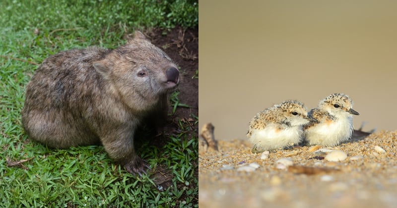 Delicate eggs, nosey dogs and scared wombats: The Bass Coast dilemma