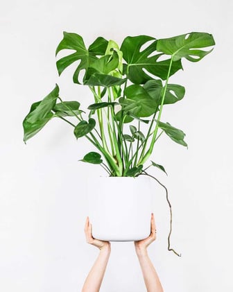How to Style Indoor Plants: 6 Simple Tips on Pots, Placement, and Plant Choice