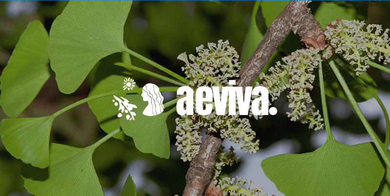 The Ancient Memory Tree: What Ginkgo Biloba Actually Does to Your Brain