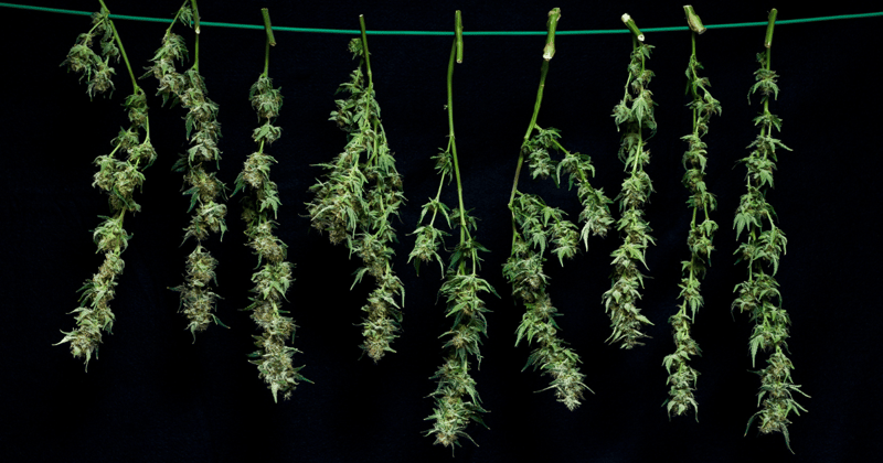 The Art of Harvesting, Drying, and Curing Cannabis