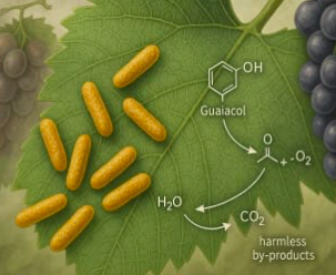 Bacteria found on grape vines shown to neutralise smoke taint in wildfire-exposed wines // Wine Spectator's Top 100 Wines for 2025