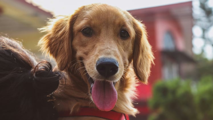 🐕 Why does your dog love stealing toys?