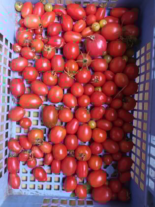 Growing Mondays: Complex and complicated problems