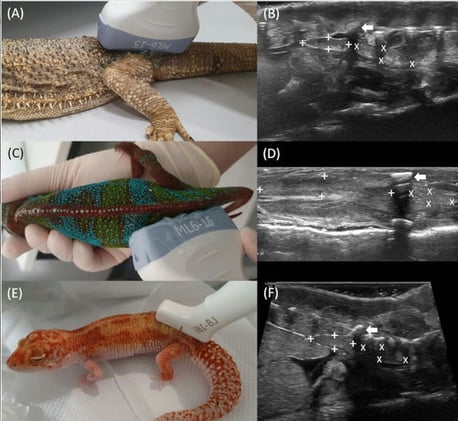 Ultrasound Insights: New Reference Data for Kidney and Gonad Imaging in Lizards