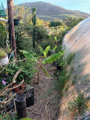 Growing Mondays: Tomatoes as Teachers