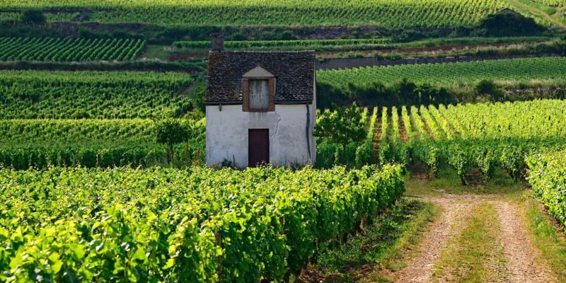 Matador Travel Newsletter: You May Be Shocked by What Country Just Won a Global Wine Award