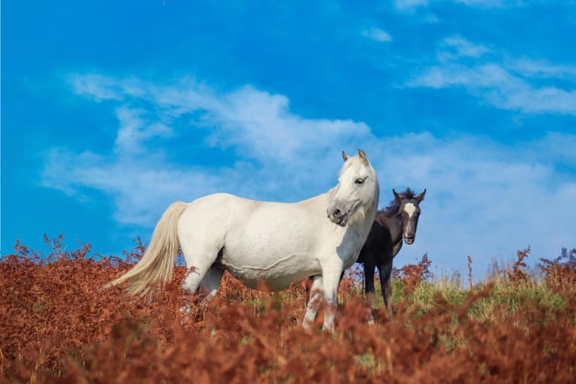 Fire Kessler Petition, 3,000 NV Roundup & ATL FIFA World Cup Prep 🐎🌎💥