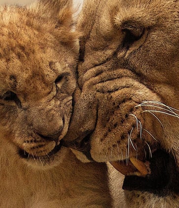 The Original Wild Man