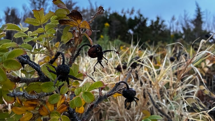 This Morning's Bulletin — 11.17.25