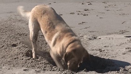 🚗 Market Temperature Check: Wholesale, Payments, EV Pivots, and GM’s Signal