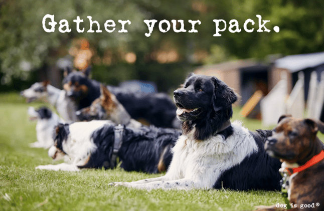 Gather your pack.