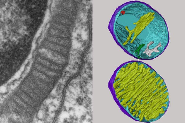 Harvard Mitochondria Study Reveals Weight Loss Secret