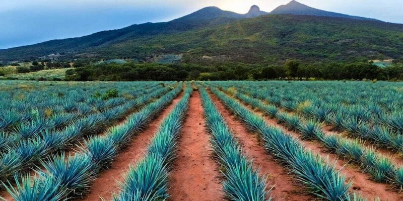 To Truly Understand Tequila, You Have to Know These 5 Mexican States