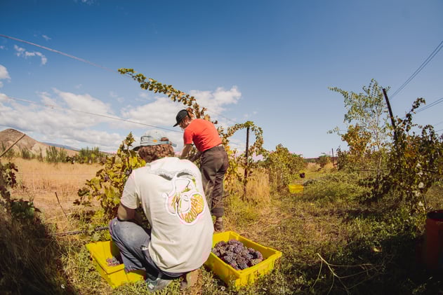 Colorado Wine, Fini Pizza and Winemaking in Pompeii
