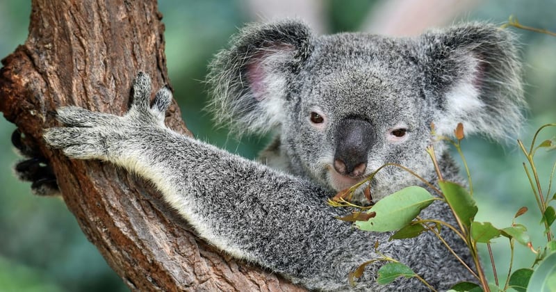 Mosswood Wildlife wins approval for koala feed eucalyptus plantation near Koroit