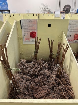 Stumbling through a bare root nursery