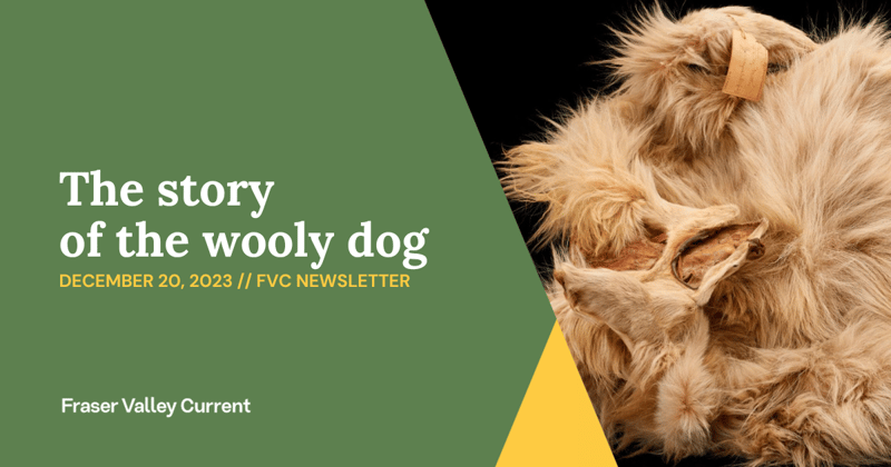 Wednesday - Dec. 20 - The wooliest dog