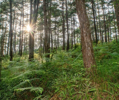Types of Forests in the Philippines — A Tapestry of Green Landscapes