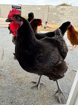 The Community Bulletin