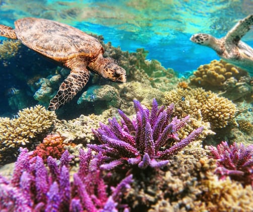 Best Coral Reef Systems in the Philippines — Exploring the Country’s Underwater Treasures