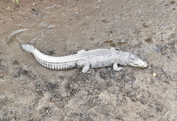 Newsport Alert Monday 11 August 2025