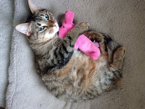 A Long Winter's Rest