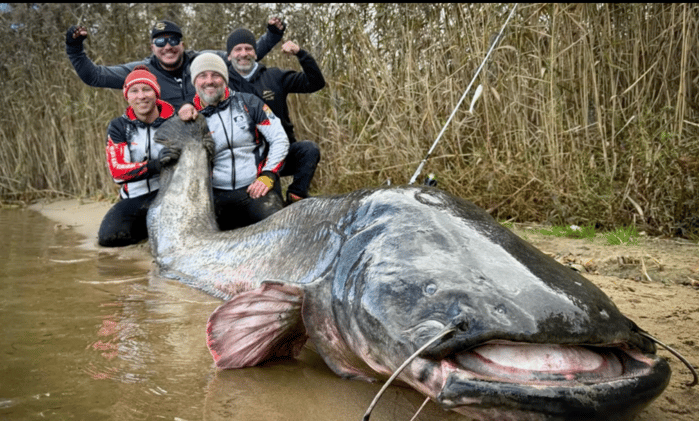This World Record Wels Catfish Is Big Enough To Swallow A Whole Goat