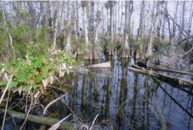 Florida Approves Protection of 21,500+ Acres — Including Strategic Lands in Collier, Hendry & Okeechobee