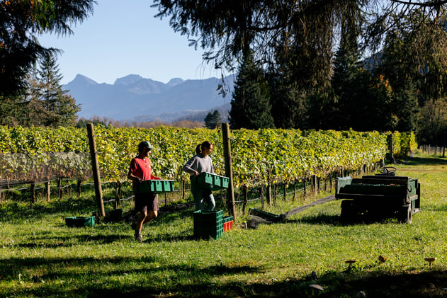 Friday - November 21 - From stables to cellars