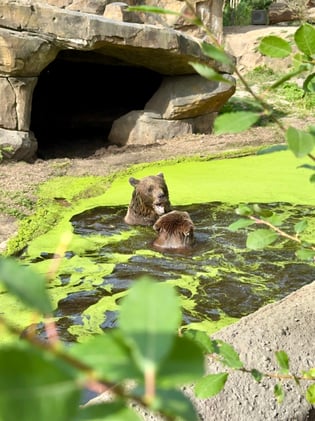 Dennis’s Serendipity Digest - USA Expansion, High Standards, but... Why South Park’s Storytelling Rule Matters Most