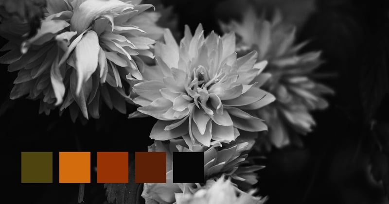 Choose A Camera Point Of View