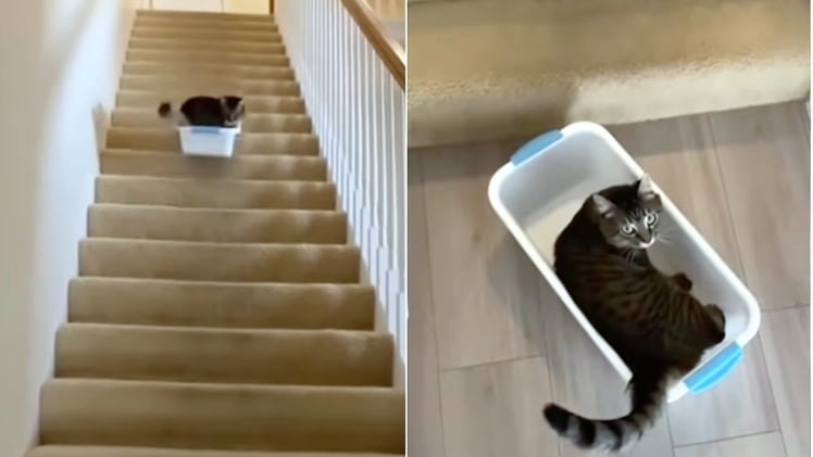 Adventurous Cat Carries Plastic Tub Up the Stairs, Then Rides It Back Down